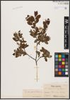 Foto von Salix aurita L. x Salix myrtilloides L.